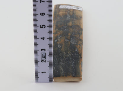 Beige-blue mammoth bark