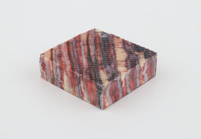 Stabilised mammoth molar piece