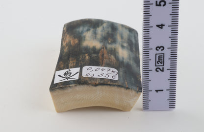 Blue mammoth bark