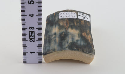 Blue mammoth bark