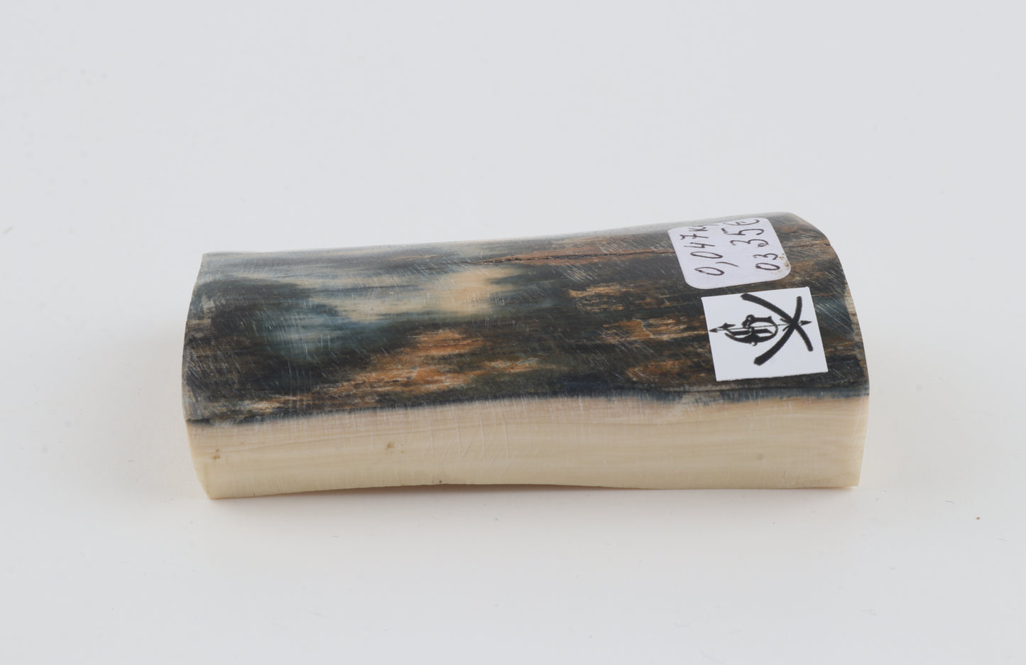 Blue mammoth bark