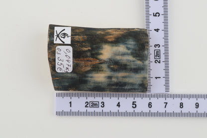 Blue mammoth bark