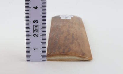 Mustard mammoth bark