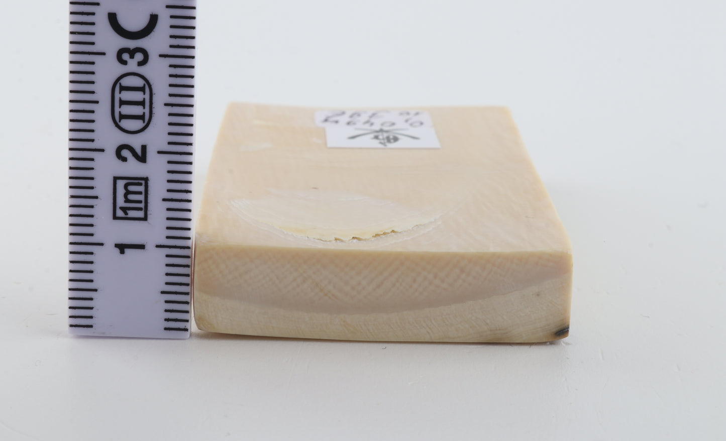 White mammoth ivory segment