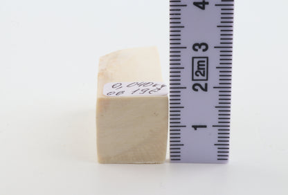 White mammoth ivory segment
