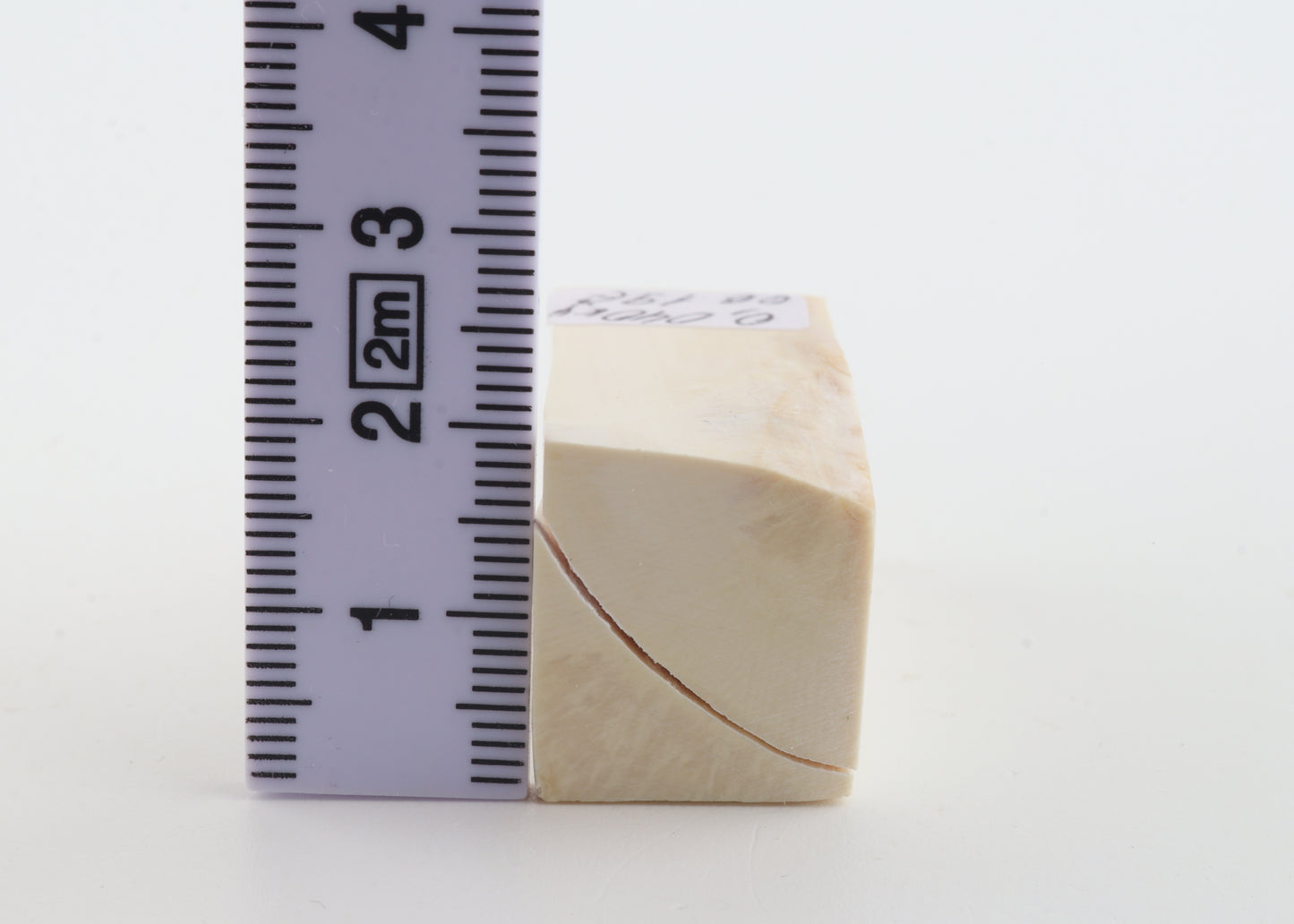 White mammoth ivory segment