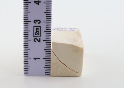 White mammoth ivory segment