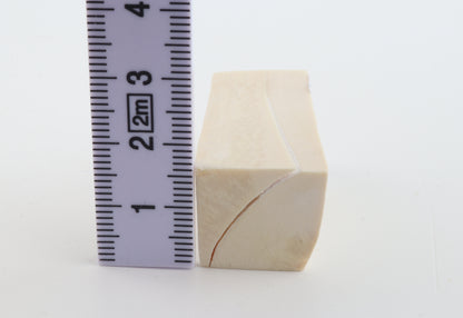 White mammoth ivory segment