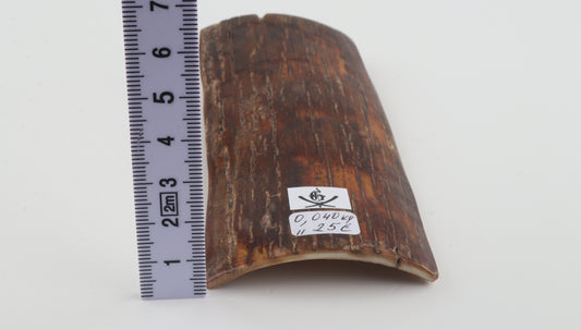 Brown-orange mammoth bark