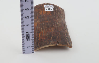 Brown-orange mammoth bark