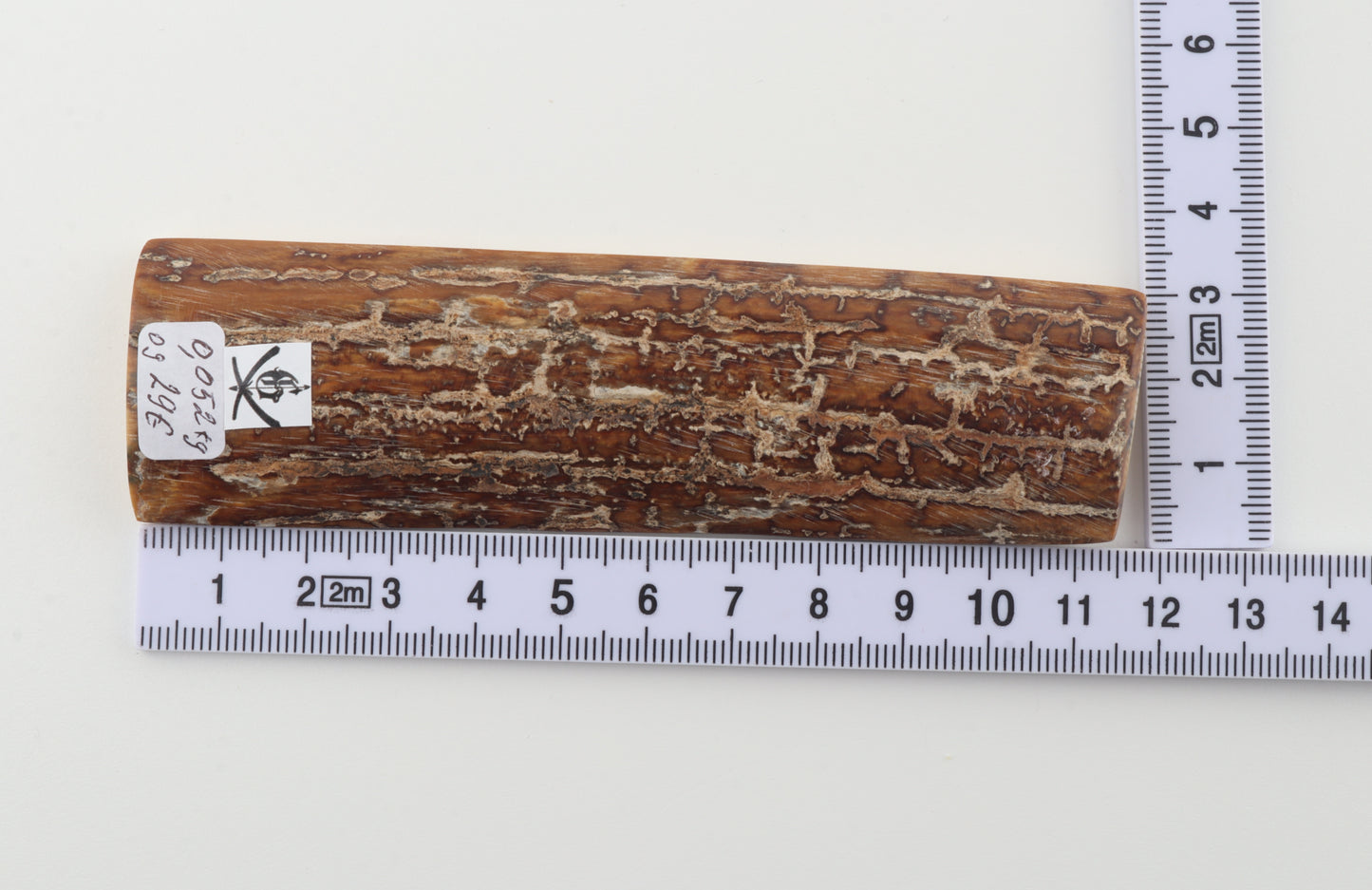 Brown-creme mammoth bark