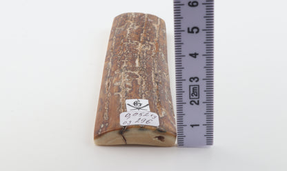 Brown-creme mammoth bark
