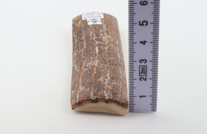 Brown-creme mammoth bark