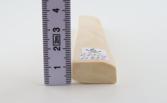White mammoth ivory segment