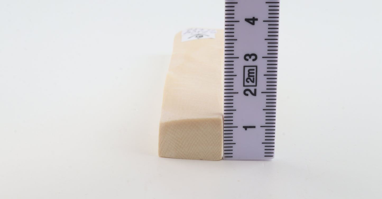 White mammoth ivory segment