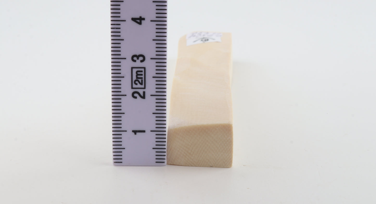 White mammoth ivory segment