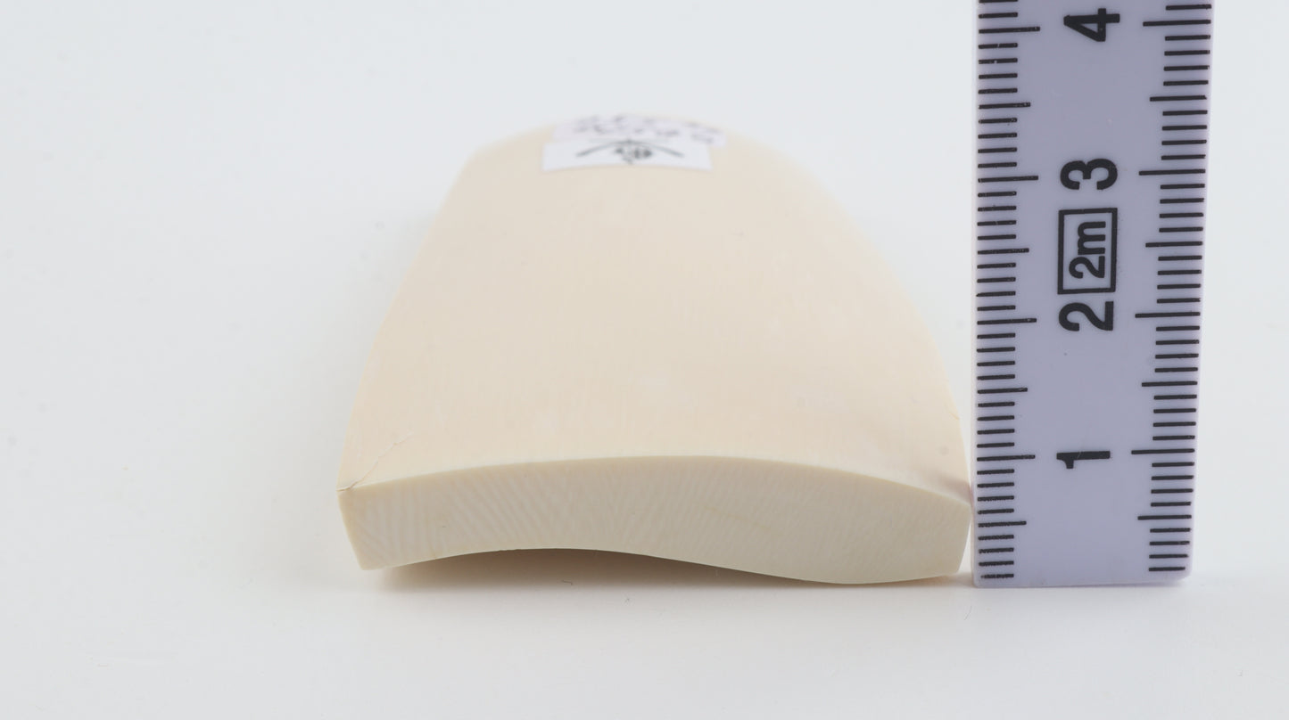 White mammoth ivory segment
