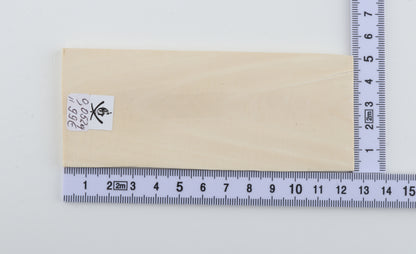 White mammoth ivory segment