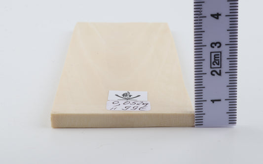 White mammoth ivory segment