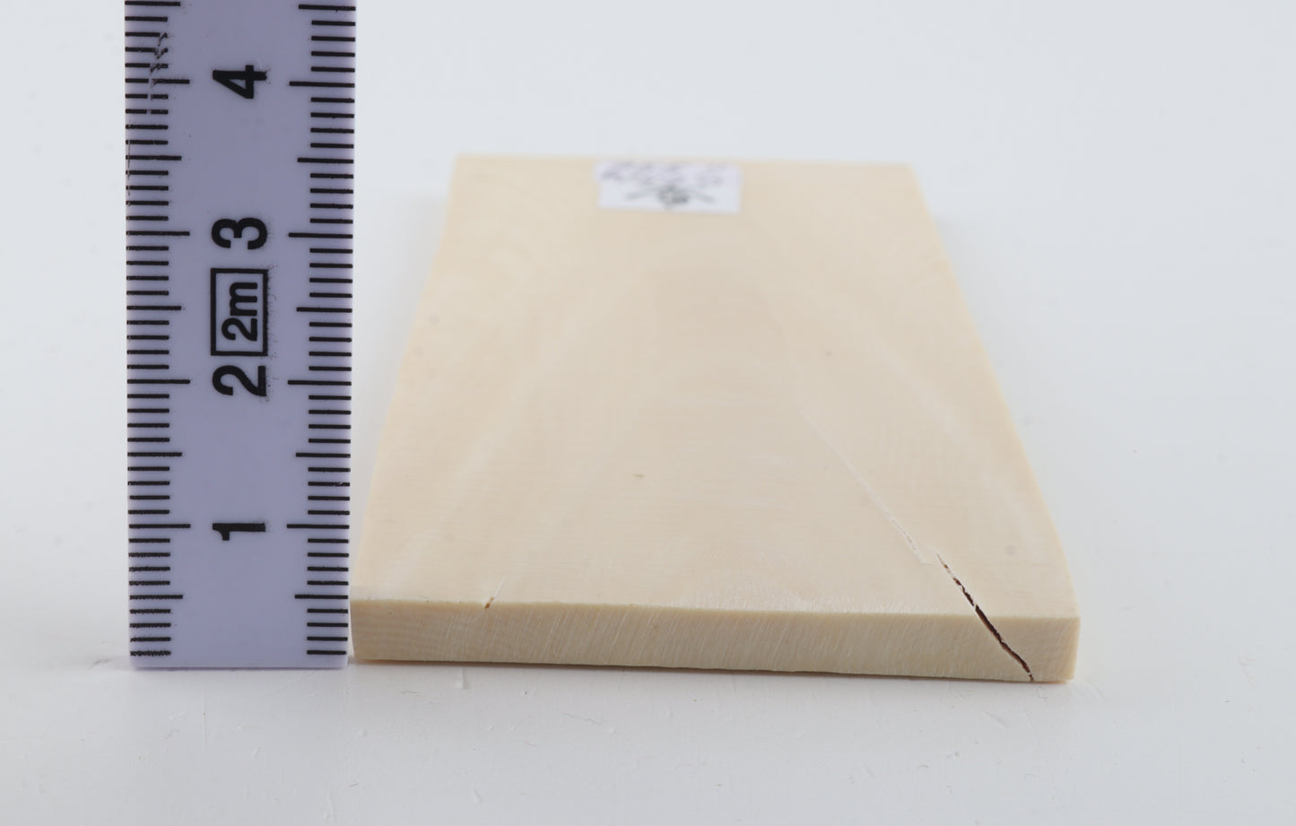 White mammoth ivory segment