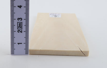 White mammoth ivory segment