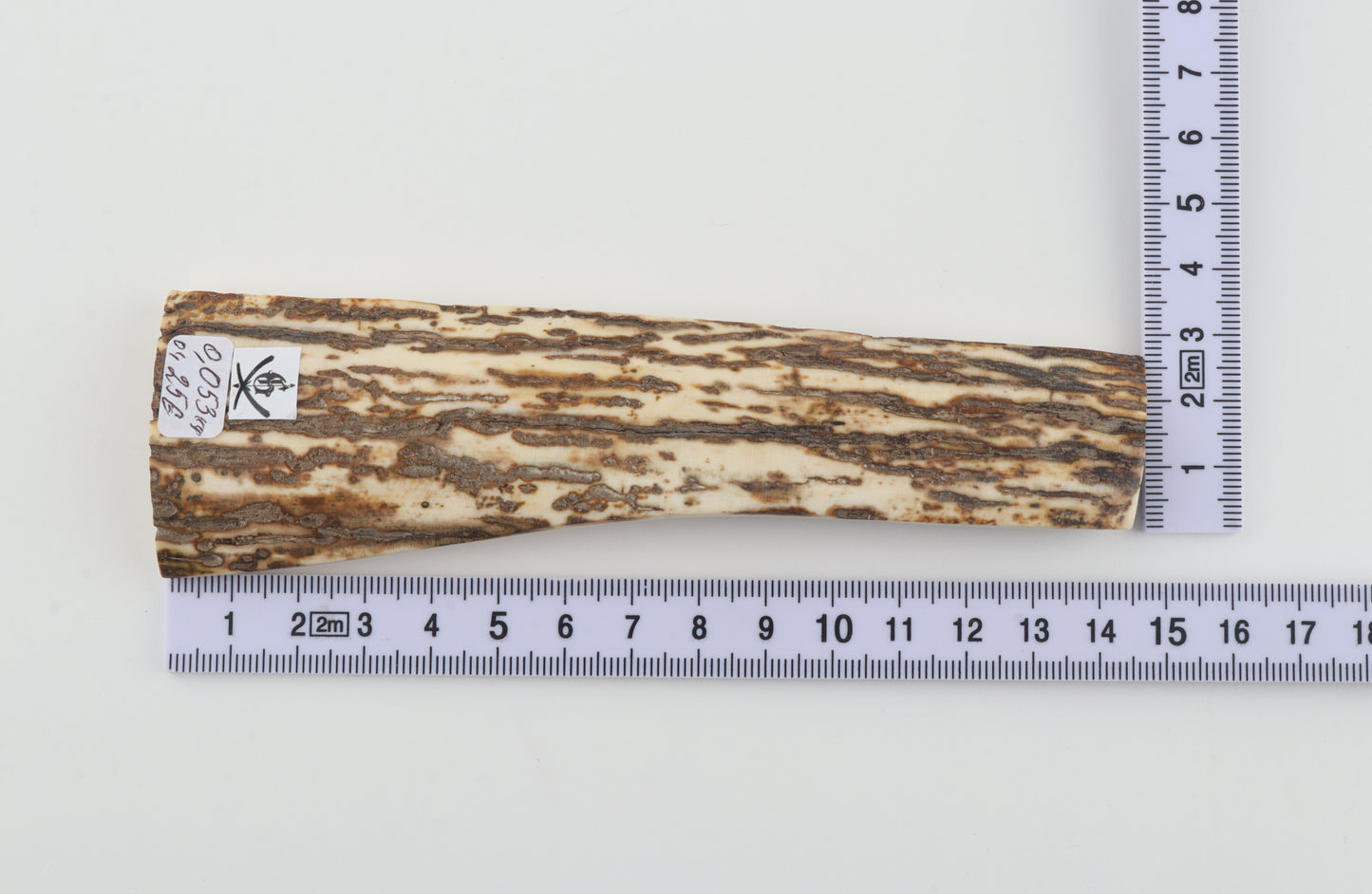 White-brown mammoth bark