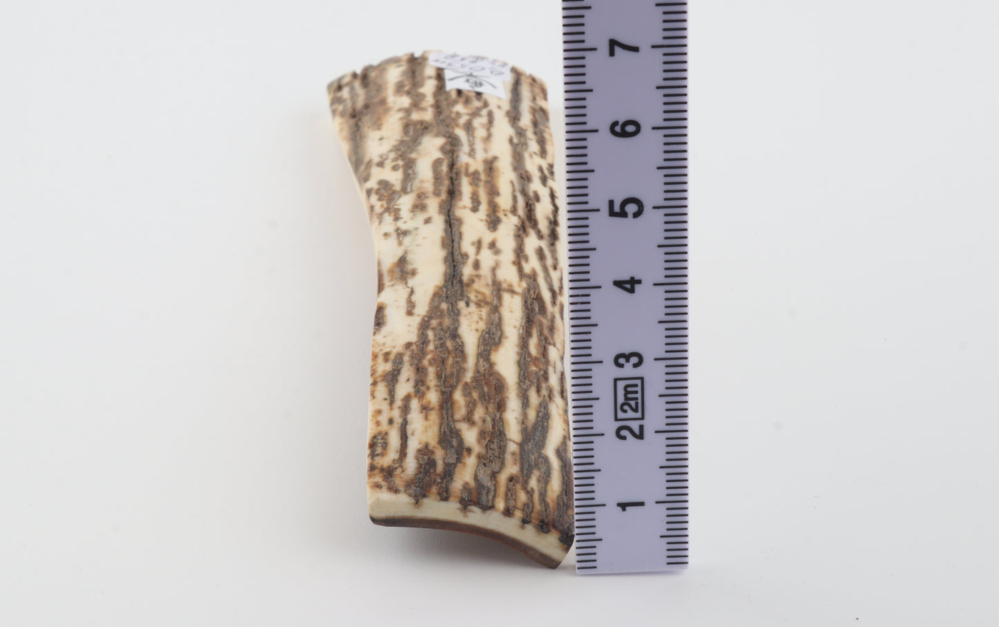 White-brown mammoth bark