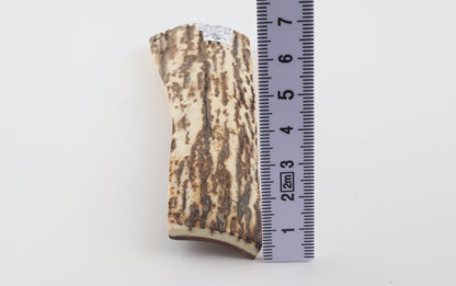White-brown mammoth bark