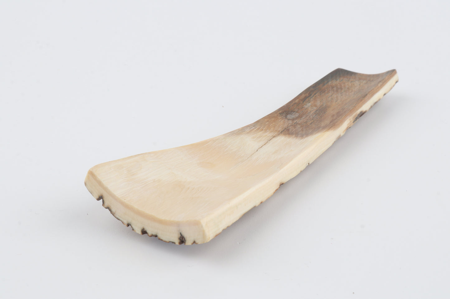 White-brown mammoth bark