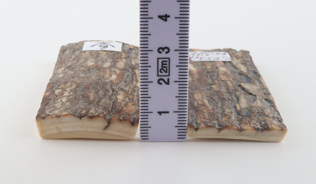 Scaglie di corteccia di mammut naturale