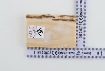 White mammoth ivory segment