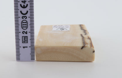 White mammoth ivory segment