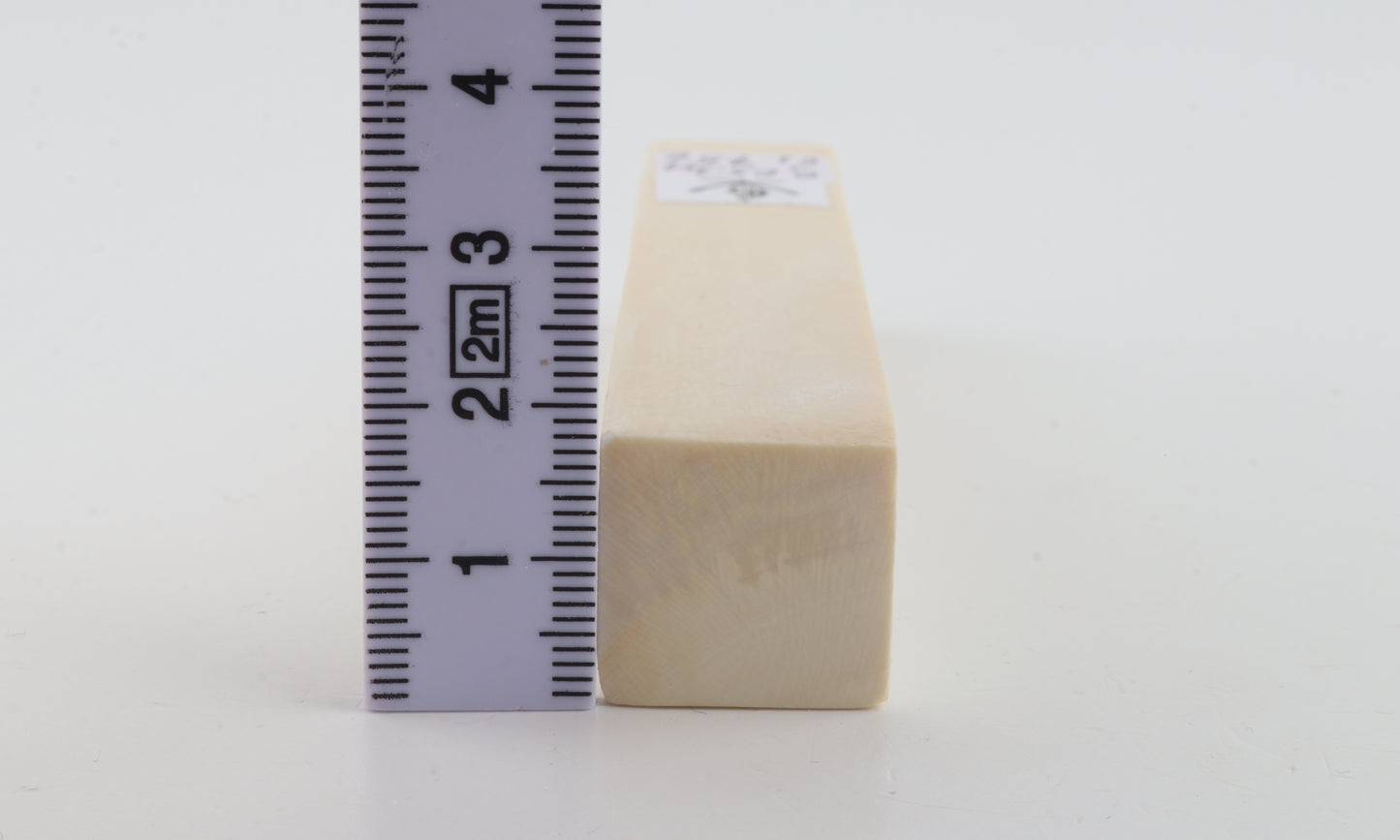 White mammoth ivory segment