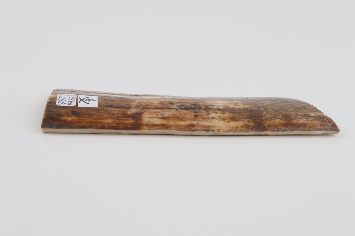 Beige-green mammoth bark