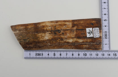 Beige-green mammoth bark