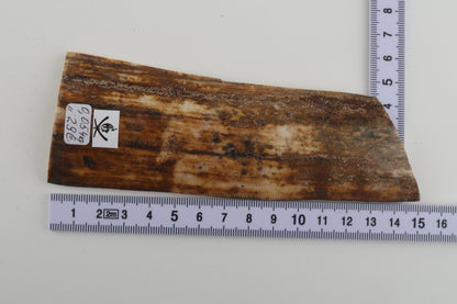 Beige-green mammoth bark