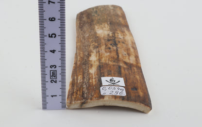 Beige-green mammoth bark