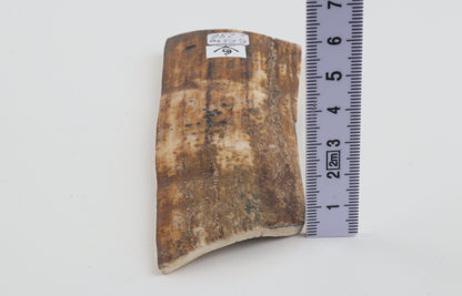 Beige-green mammoth bark