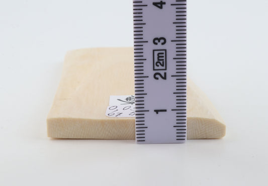 White mammoth ivory segment