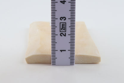 White mammoth ivory segment