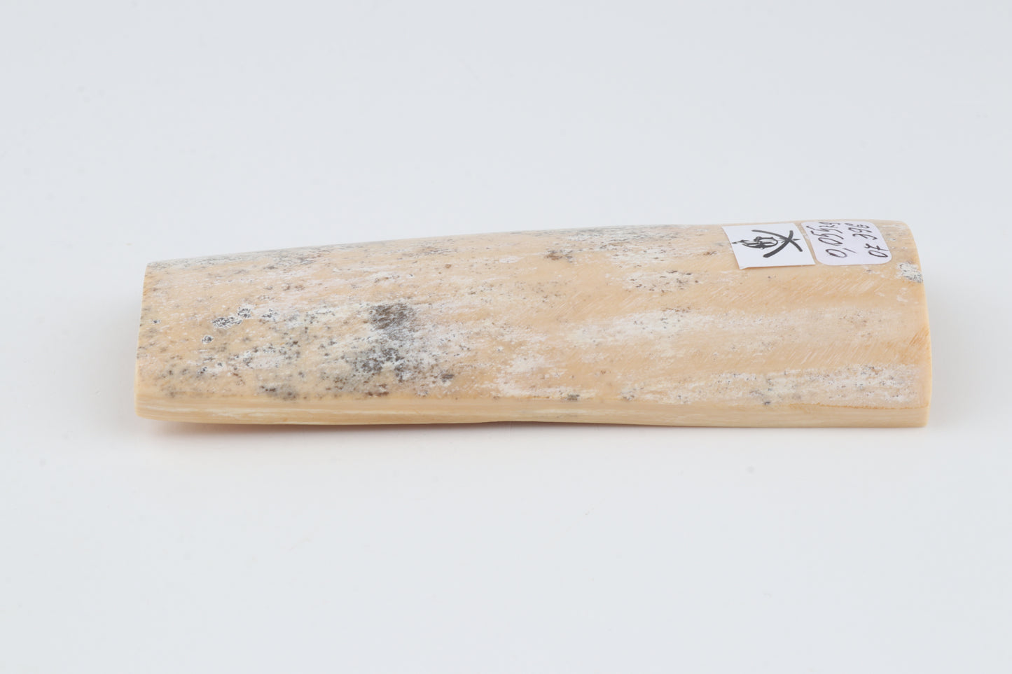 White-grey mammoth bark