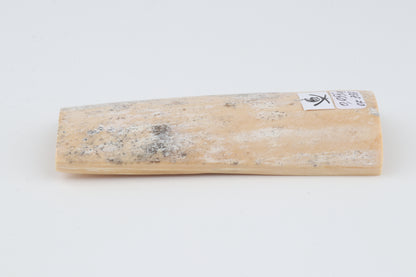 White-grey mammoth bark