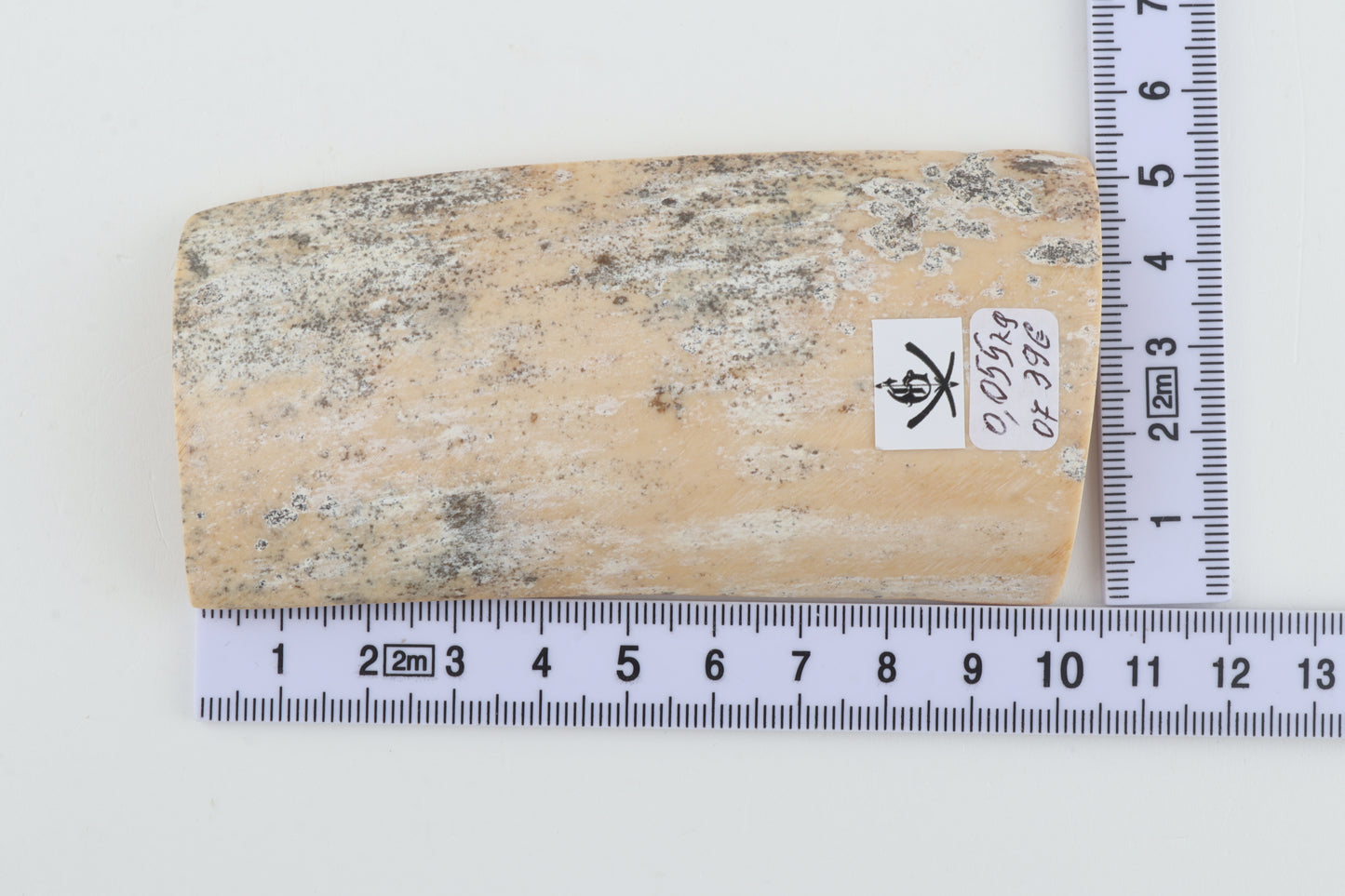 White-grey mammoth bark