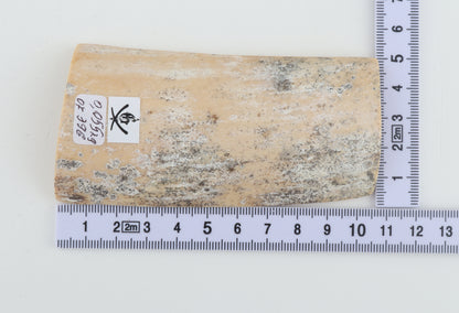 White-grey mammoth bark
