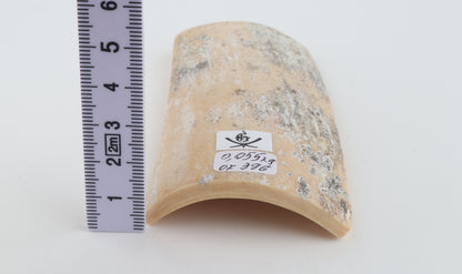 White-grey mammoth bark