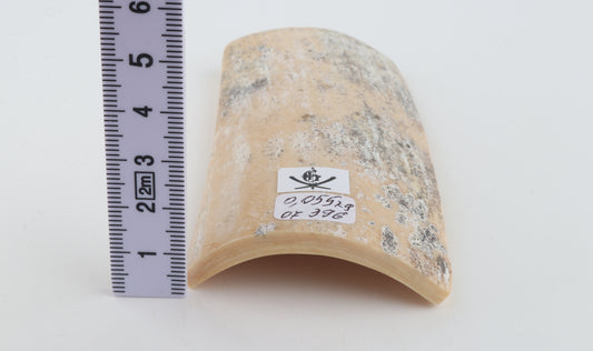 White-grey mammoth bark