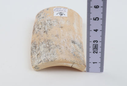 White-grey mammoth bark