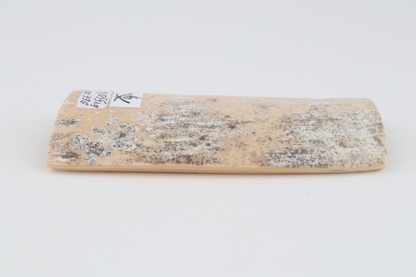 White-grey mammoth bark