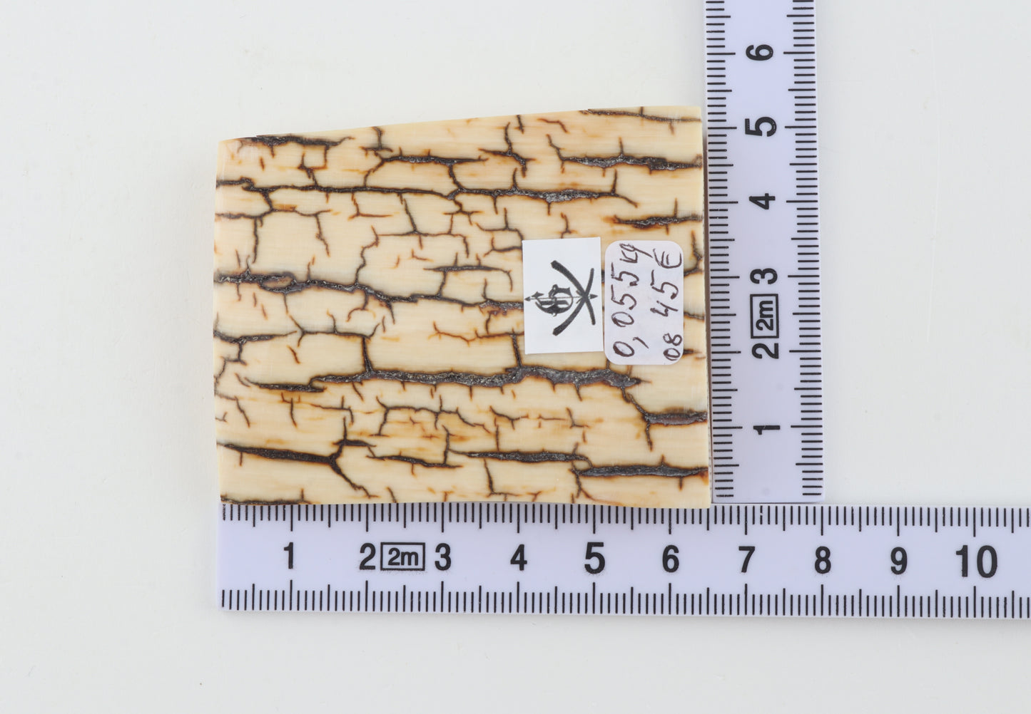 Creme-ivory mammoth bark