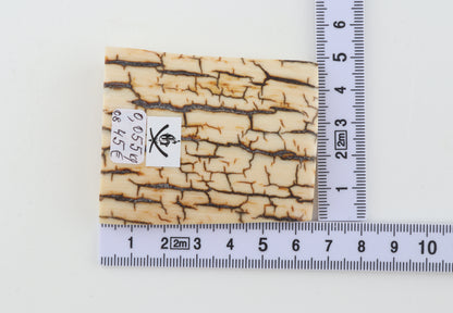 Creme-ivory mammoth bark